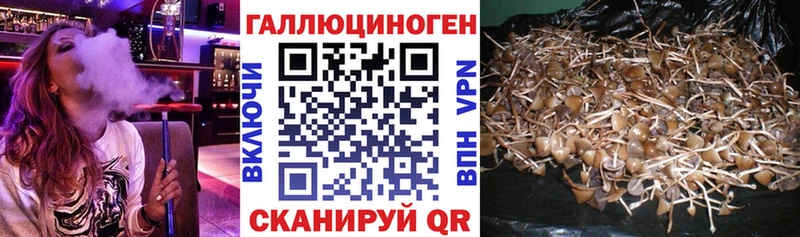 дарнет шоп Грозный hydra ССЫЛКА Псилоцибиновые грибы Psilocybine cubensis